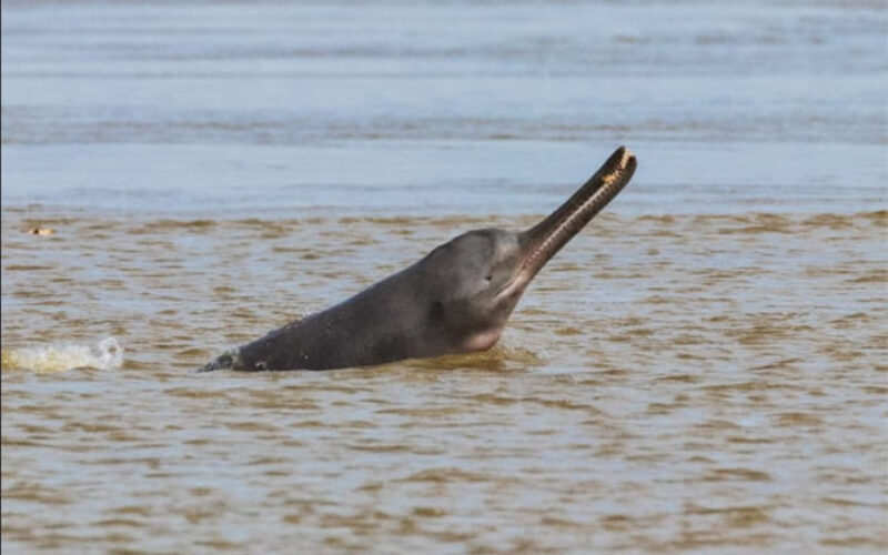 Efforts to Clean Ganga Lead to Significant Increase in Gangetic Dolphin Population