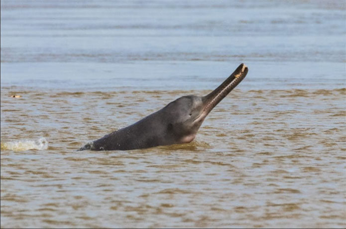 You are currently viewing Efforts to Clean Ganga Lead to Significant Increase in Gangetic Dolphin Population