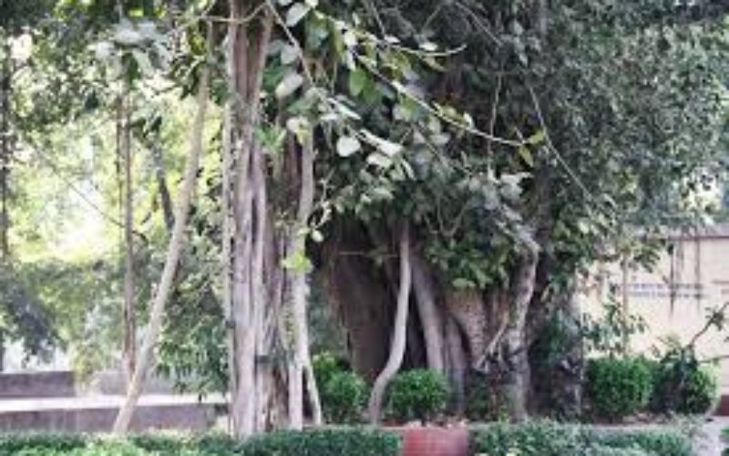 The Significance of Offering Water to a Peepal Tree on Thursdays