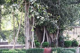 Read more about the article The Significance of Offering Water to a Peepal Tree on Thursdays