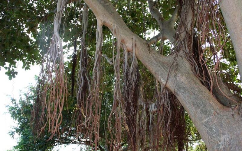 Unlock Prosperity and Peace: The Sacred Ritual of Tying Kalava to Trees in Hinduism