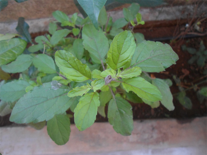 Significance of Tulsi Plant in Hindu Beliefs