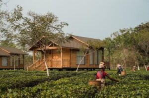 The Postcard in the Durrung Tea Estate, Assam