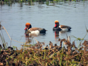 Red Crested Poachards spotted at Jagatpur Wetland. Photo: Jay Kumar Jay