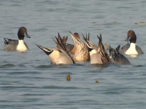 Migratory and domestic birds spotted in course of AWC