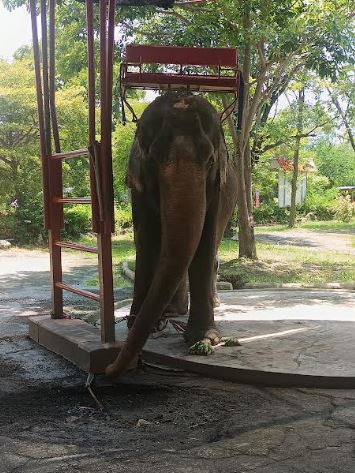 Elephant in Samutprakarn Crocodile Farm and Zoo in Bangkok in Thailand Photograph credit: Abhishek Shankhwar
