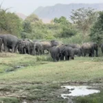Elephant herd in Jamui forest area