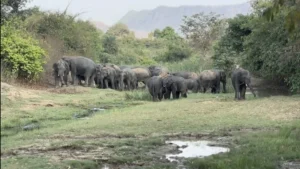 Elephant herd in Jamui forest area