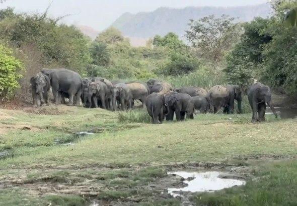 Elephant herd in Jamui forest area