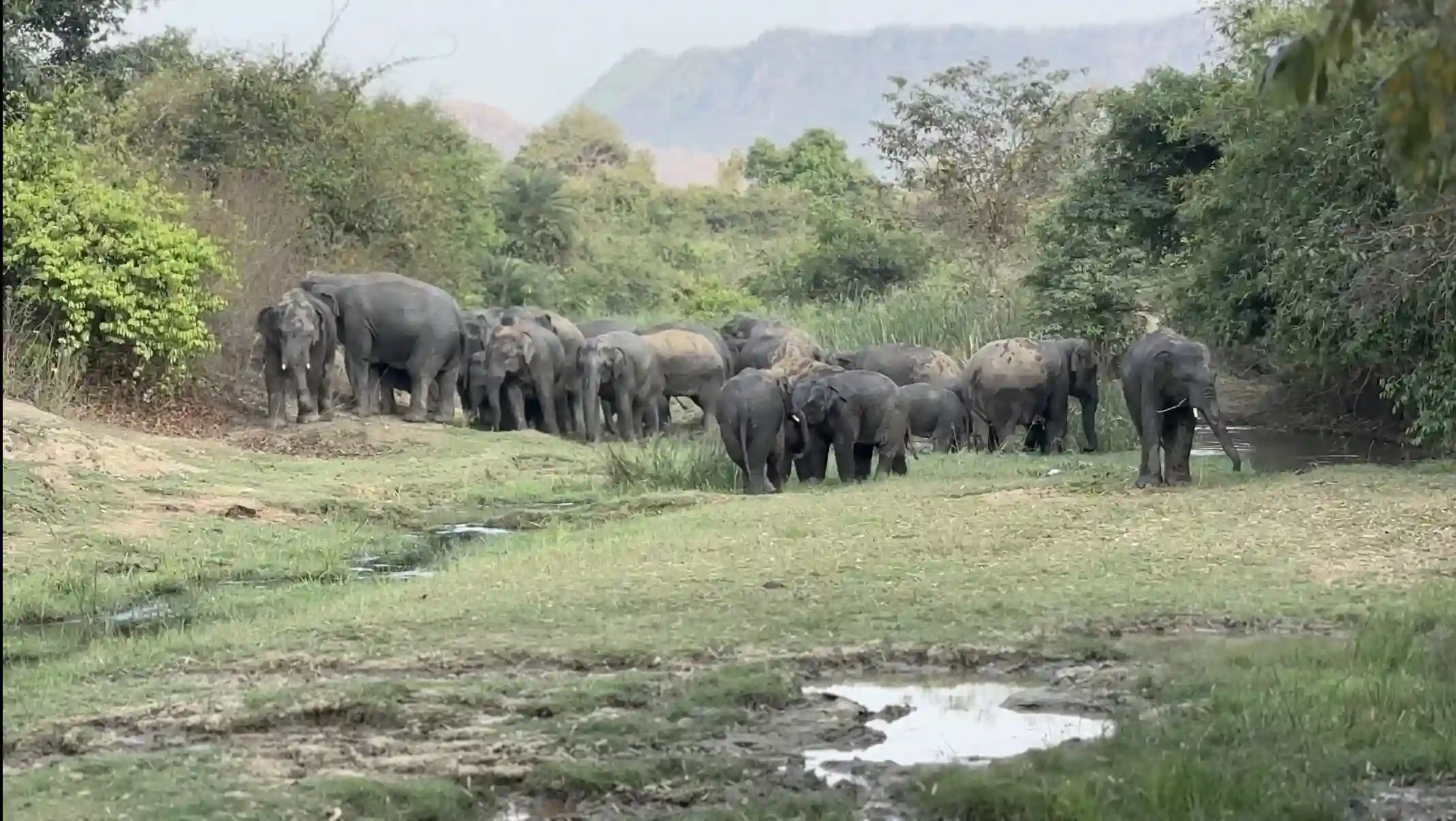Elephant herd in Jamui forest area