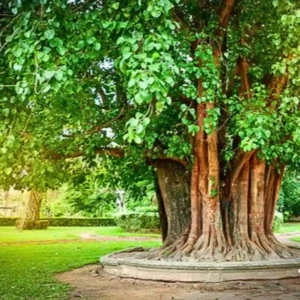 Sacred Trees in Hindu Tradition: Ritual Worship Believed to Bring Prosperity and Well-Being