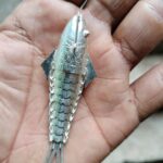 Fish made of silver