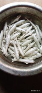 Fishes made of silver