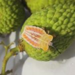Litchi stink bug (Tessaratoma javanica) infestation in crop.