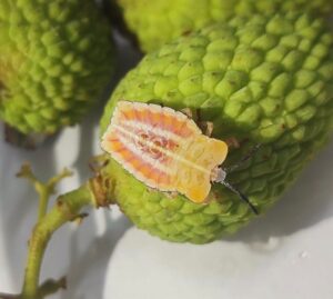 Litchi stink bug (Tessaratoma javanica) infestation in crop.