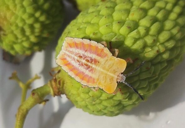 Litchi stink bug (Tessaratoma javanica) infestation in crop.
