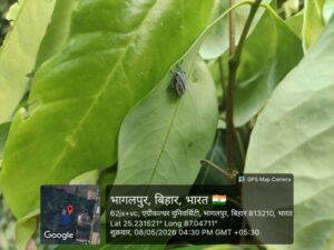 Litchi stink bug (Tessaratoma javanica) infestation in crop.