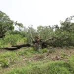 Trees were uprooted by cyclonic storm in Bhagalpur.
