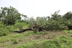 Trees were uprooted by cyclonic storm in Bhagalpur.