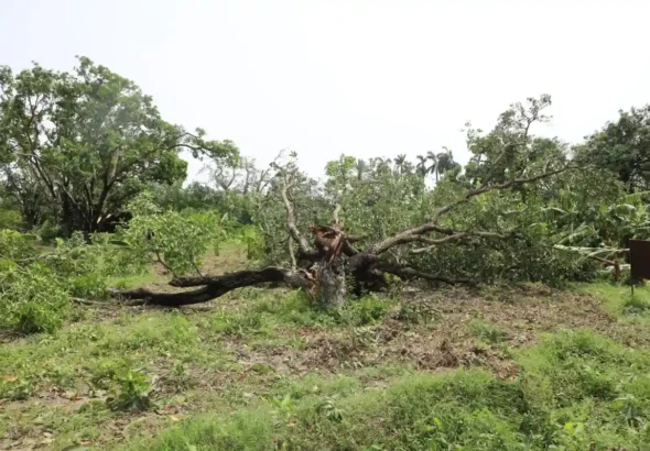 Trees were uprooted by cyclonic storm in Bhagalpur.