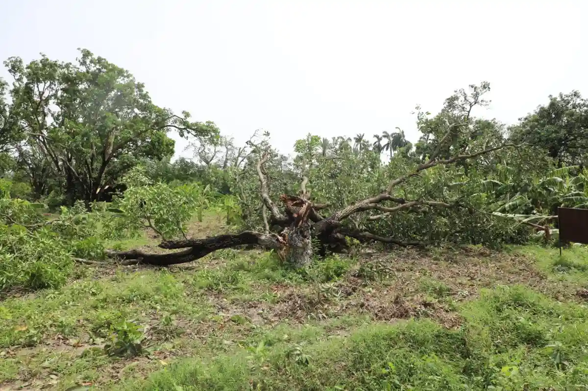 Trees were uprooted by cyclonic storm in Bhagalpur.