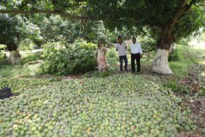 Mangos fell due to storm in Bhagalpur.