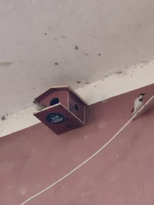 Bird house for sparrows in a Munger village