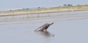 Gangetic Dolphins Shift Habitat Following Vikramshila Setu Span Collapse: WCT Study
