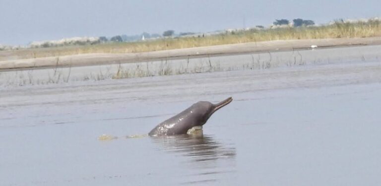 Gangetic Dolphins Shift Habitat Following Vikramshila Setu Span Collapse: WCT Study