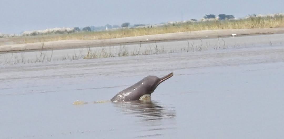 Gangetic Dolphins Shift Habitat Following Vikramshila Setu Span Collapse: WCT Study