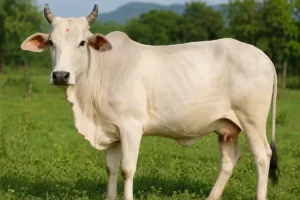 Five Traditional Uses of Cow Urine in Hindu Beliefs and Astrology