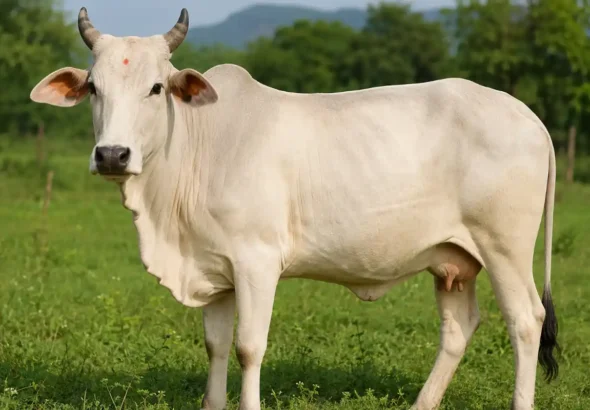 Cow