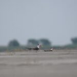 Indian Skimmer