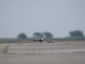 Indian Skimmer