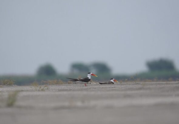 Indian Skimmer
