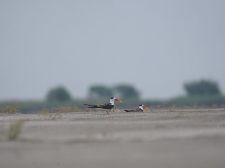 Indian Skimmer