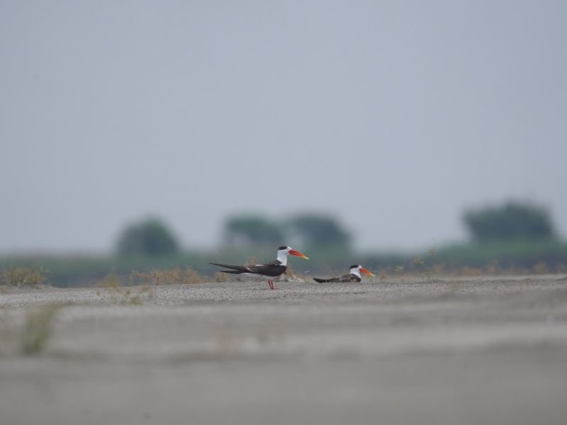 Indian Skimmer